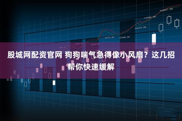 股城网配资官网 狗狗喘气急得像小风扇？这几招帮你快速缓解